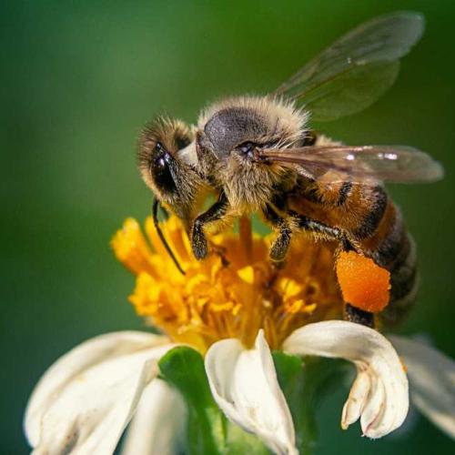 Y colaboraremos a que otras especies, entre ellas nuestras queridas amigas las abejas, perpetuen el crculo de la vida.