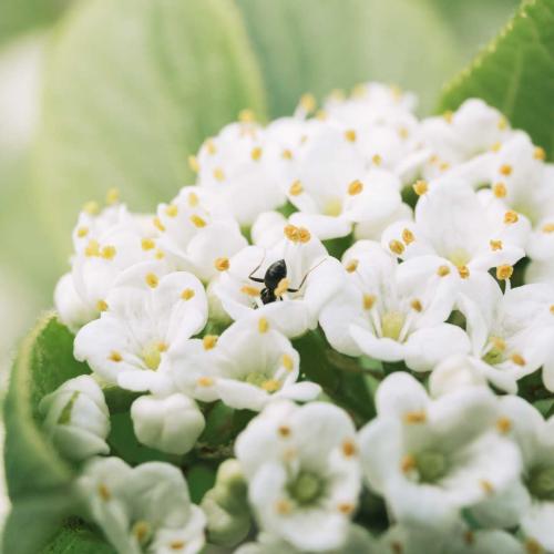 Las hormigas suelen polinizar pequeas plantas con flores blancas y abiertas. Son unas golosas.