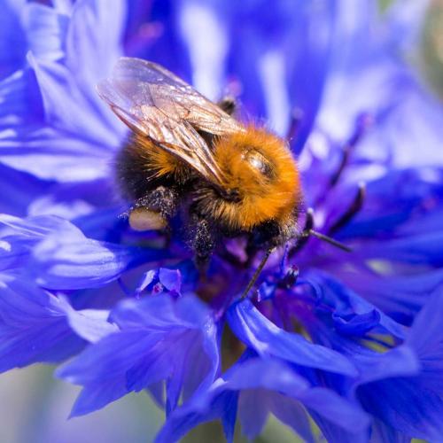Los abejorros, al ser ms grandes son importantes polinizadores. Sn ms fuertes que las abejas y utilizan una tcnica muy eficaz, la polinizacin por zumbido.