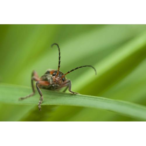 Este simptico escarabajo, que es primo de la mariquita de antes. A que no sabas que los dos son parientes?
