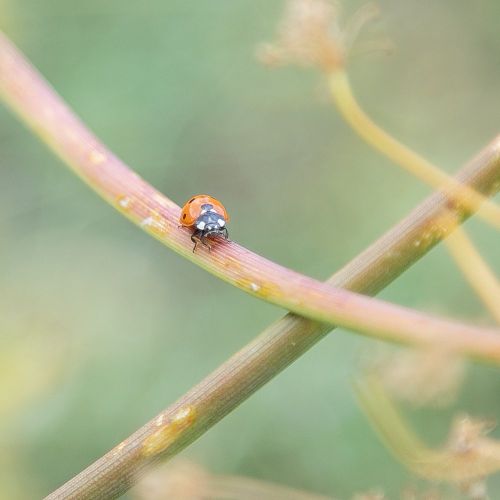 A las mariquitas les encantan las flores blancas. ¿Sabías que las mariquitas son de la familia de los escarabajos? Imagen A las mariquitas les encantan las flores blancas. ¿Sabías que las mariquitas son de la familia de los escarabajos?