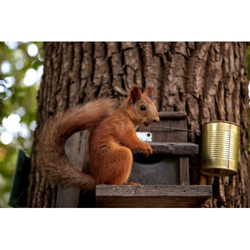 Las ardillas, que se pasan el día subiendo y bajando de los árboles. ¡Voy para abajo ... y otra vez para arriba! Imagen Las ardillas, que se pasan el día subiendo y bajando de los árboles. ¡Voy para abajo ... y otra vez para arriba!