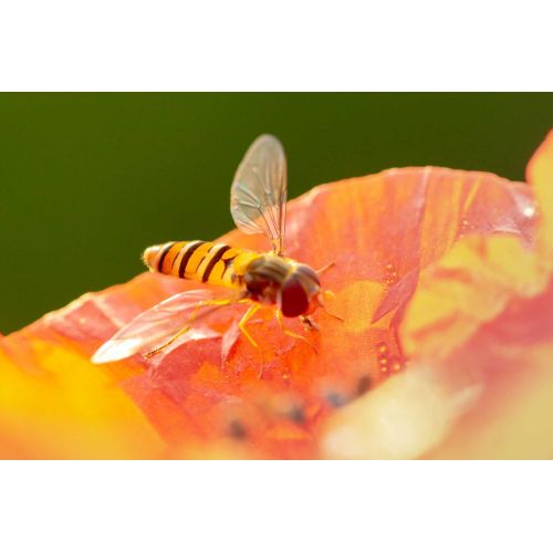 Las avispas. Ahí donde las veis, que a pesar de su mala fama, también cumplen con su función. Imagen Las avispas. Ahí donde las veis, que a pesar de su mala fama, también cumplen con su función.