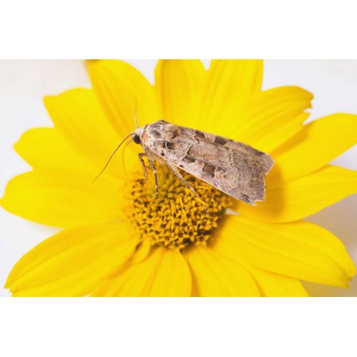 Las polillas, que son parientes cercanos de las mariposas. Imagen Las polillas, que son parientes cercanos de las mariposas.