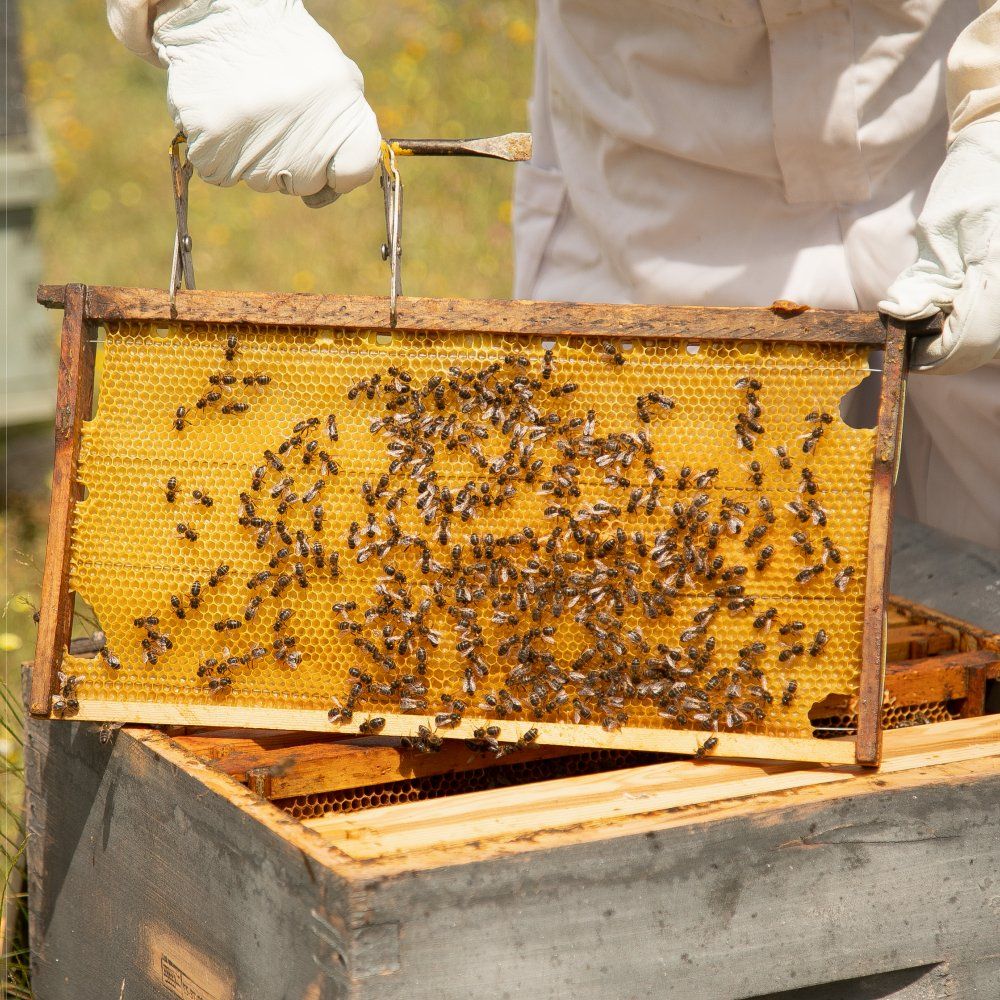Te ofrecemos un plan para conocer la Sierra Norte y sus habitantes Te ofrecemos un plan para conocer la Sierra Norte y sus habitantes
