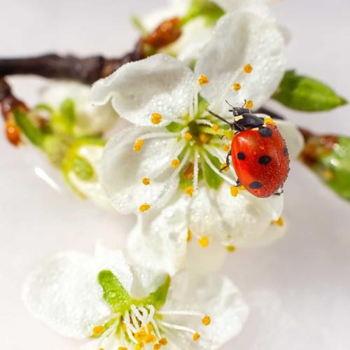 A las mariquitas les encantan las flores blancas. ¿Sabías que las mariquitas son de la familia de los escarabajos?