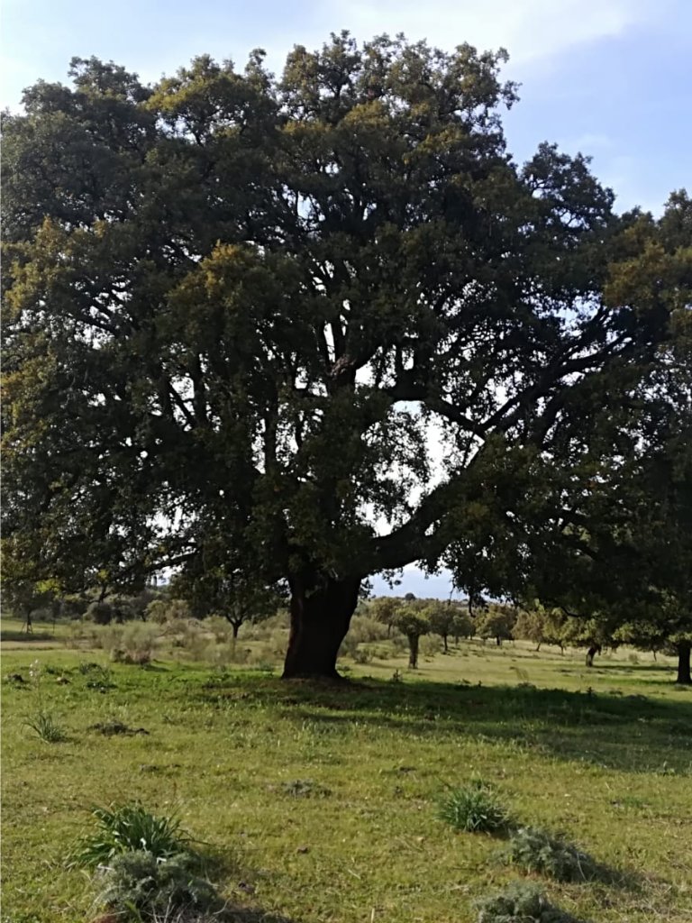 Miel El Bardal de Braojos